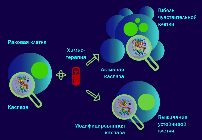 Источники клеток