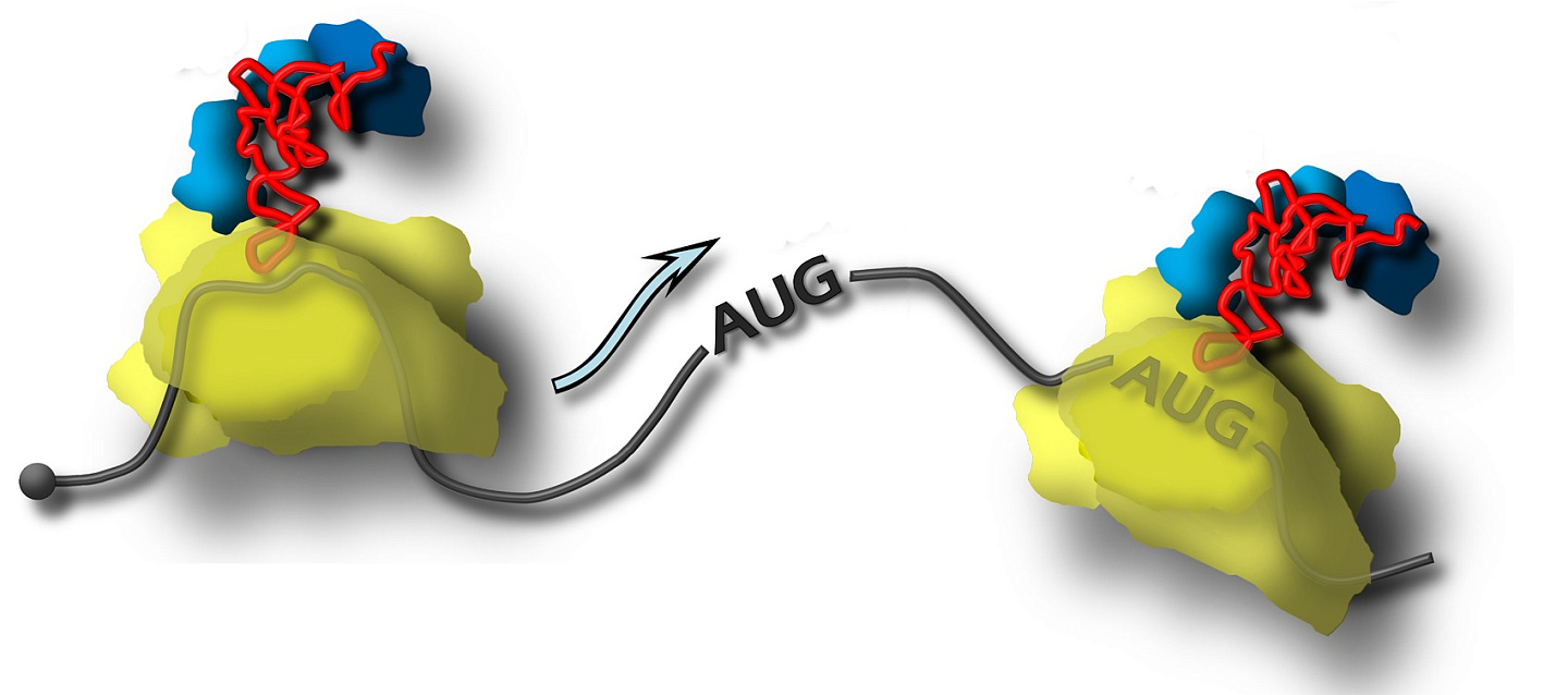 Биологи из МГУ выяснили, как начинает синтезироваться белок в живой клетке