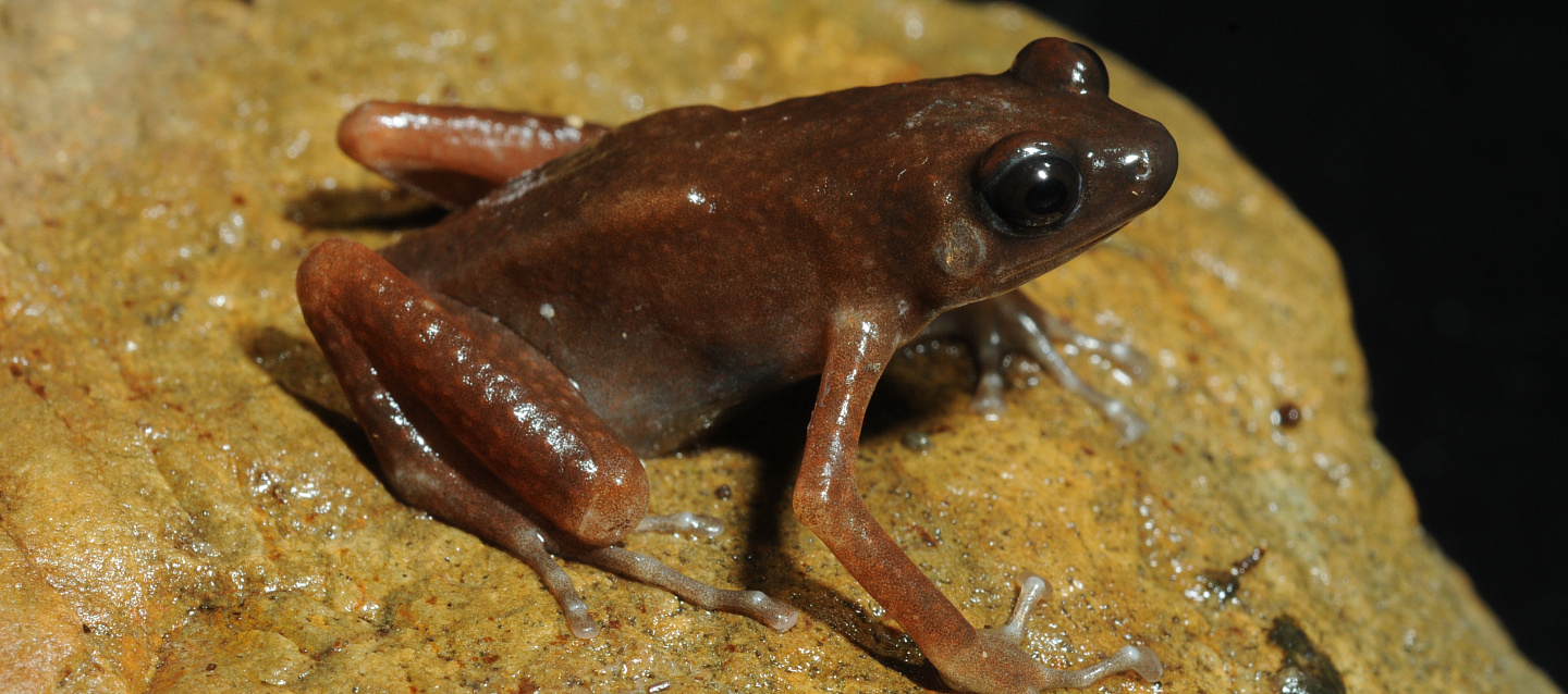 Учёные обнаружили в пещерах Таиланда новый вид и род лягушек